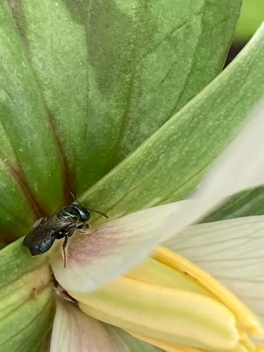 Ceratina micheneri