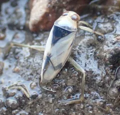 Grousewinged Backswimmer thumbnail 4