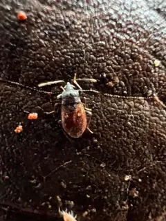 brown groundbug thumbnail 3