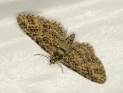 Eupithecia maestosa thumbnail 4
