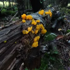 witch's butter thumbnail 2