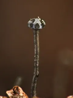Chaenothecopsis nigripunctata thumbnail 3