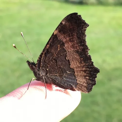 Milbert's Tortoiseshell