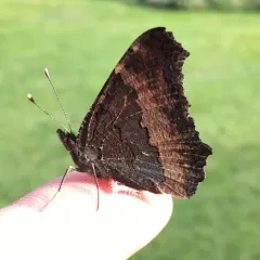 Milbert's Tortoiseshell thumbnail 1