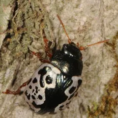 Elm Calligrapher Beetle thumbnail 4