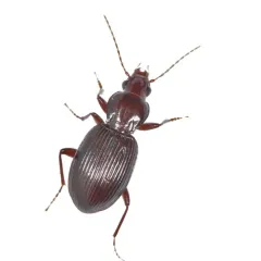 Gastrellarius honestus thumbnail 4