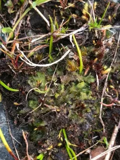 Phymatoceros phymatodes thumbnail 1