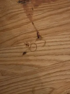 Feline Roundworm thumbnail 3