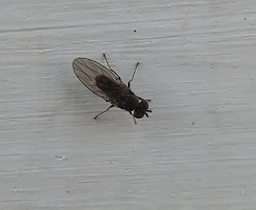 Philygria debilis