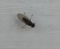 Philygria debilis thumbnail 1