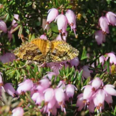 Orange-winged Carpet thumbnail 3