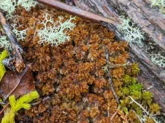Sphagnum miyabeanum thumbnail 3