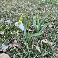 greater snowdrop thumbnail 3