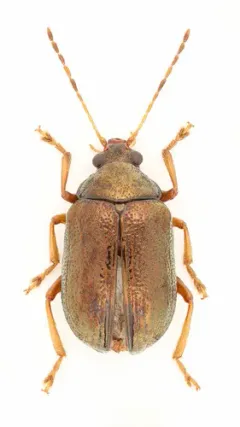 Rhabdopterus praetextus thumbnail 2
