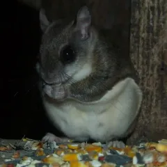 Southern Flying Squirrel thumbnail 3