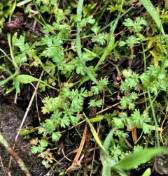 western lady's mantle thumbnail 2