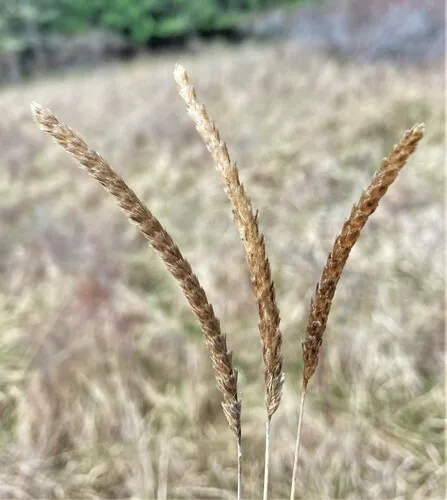 crested dogtail grass