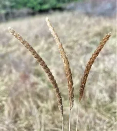 crested dogtail grass thumbnail 1