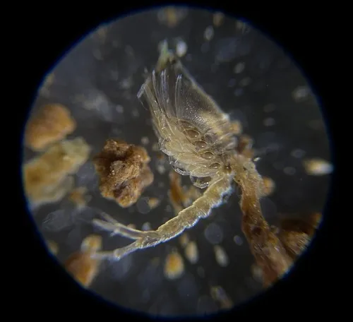 Eudorella pacifica