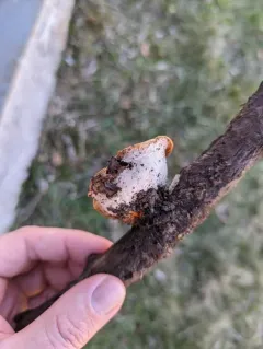 Sarcoscypha dudleyi thumbnail 4
