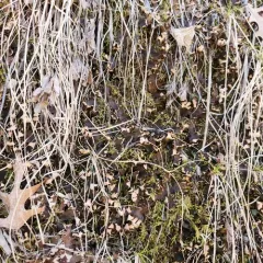 Blacksaddle pelt lichen thumbnail 2
