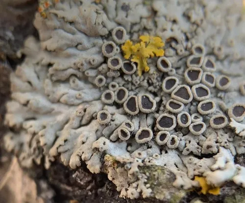 Phaeophyscia hirtella
