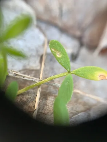 Hyaloperonospora floerkeae