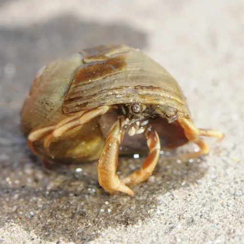 Long-claw Hermit Crab