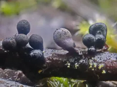 Lamproderma zonatum thumbnail 4