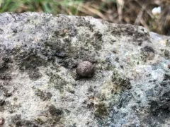 Wrinkled Snail thumbnail 2