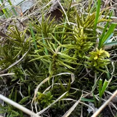 American Tree Moss thumbnail 1