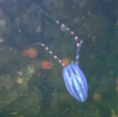 Euplokamis dunlapae thumbnail 2