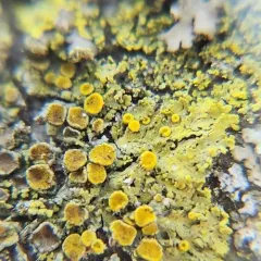 Fringed Candleflame Lichen thumbnail 3