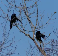 Fish Crow thumbnail 3