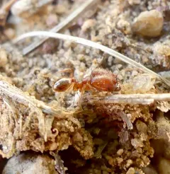 Hairy Big-headed Ant thumbnail 4