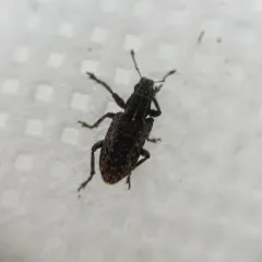 Sitona californius thumbnail 3