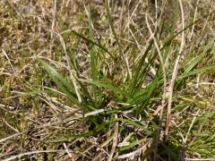 short-stemmed sedge thumbnail 2