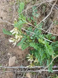 Snake Canyon Milkvetch thumbnail 2