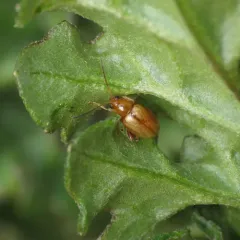 Ragwort Flea Beetle thumbnail 4