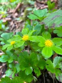 Dwarf Masterwort thumbnail 3