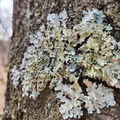 Black Sheet Lichen thumbnail 3