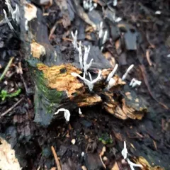 Candlesnuff Fungus thumbnail 3
