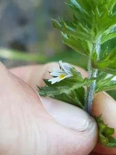 Hudson's eyebright thumbnail 2