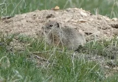 Idaho Ground Squirrel thumbnail 3