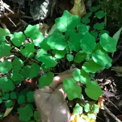 White Inside-out Flower thumbnail 2