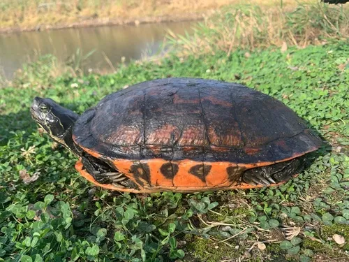 Florida Red-bellied Cooter