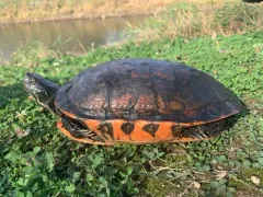 Florida Red-bellied Cooter thumbnail 1
