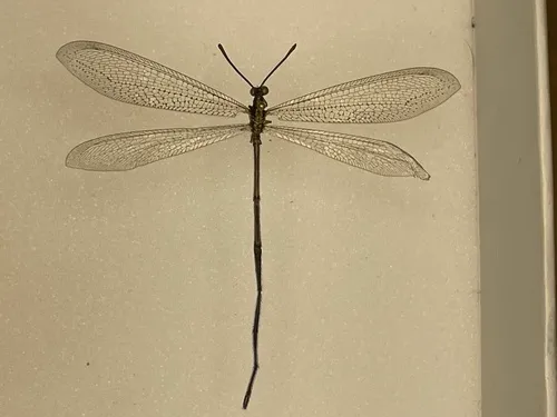 Brachynemurus longicaudus