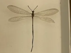 Brachynemurus longicaudus thumbnail 1