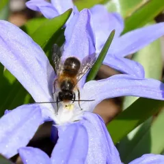 Taurus Mason Bee thumbnail 3